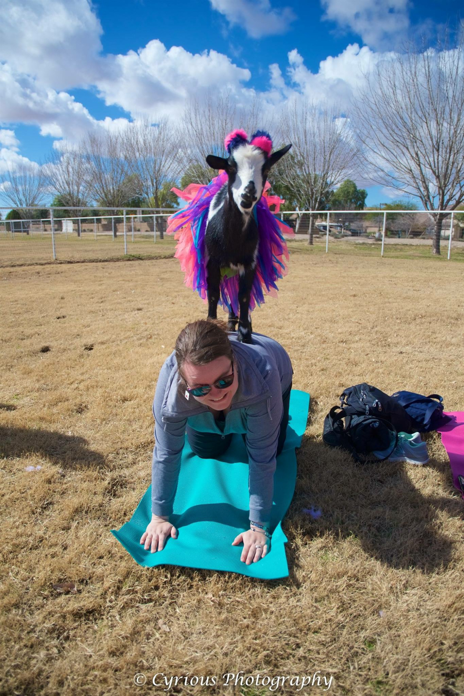 Jennifer avec chèvre au yoga