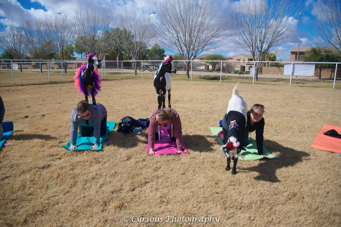 Yoga avec des chèvres, à faire en Arizona