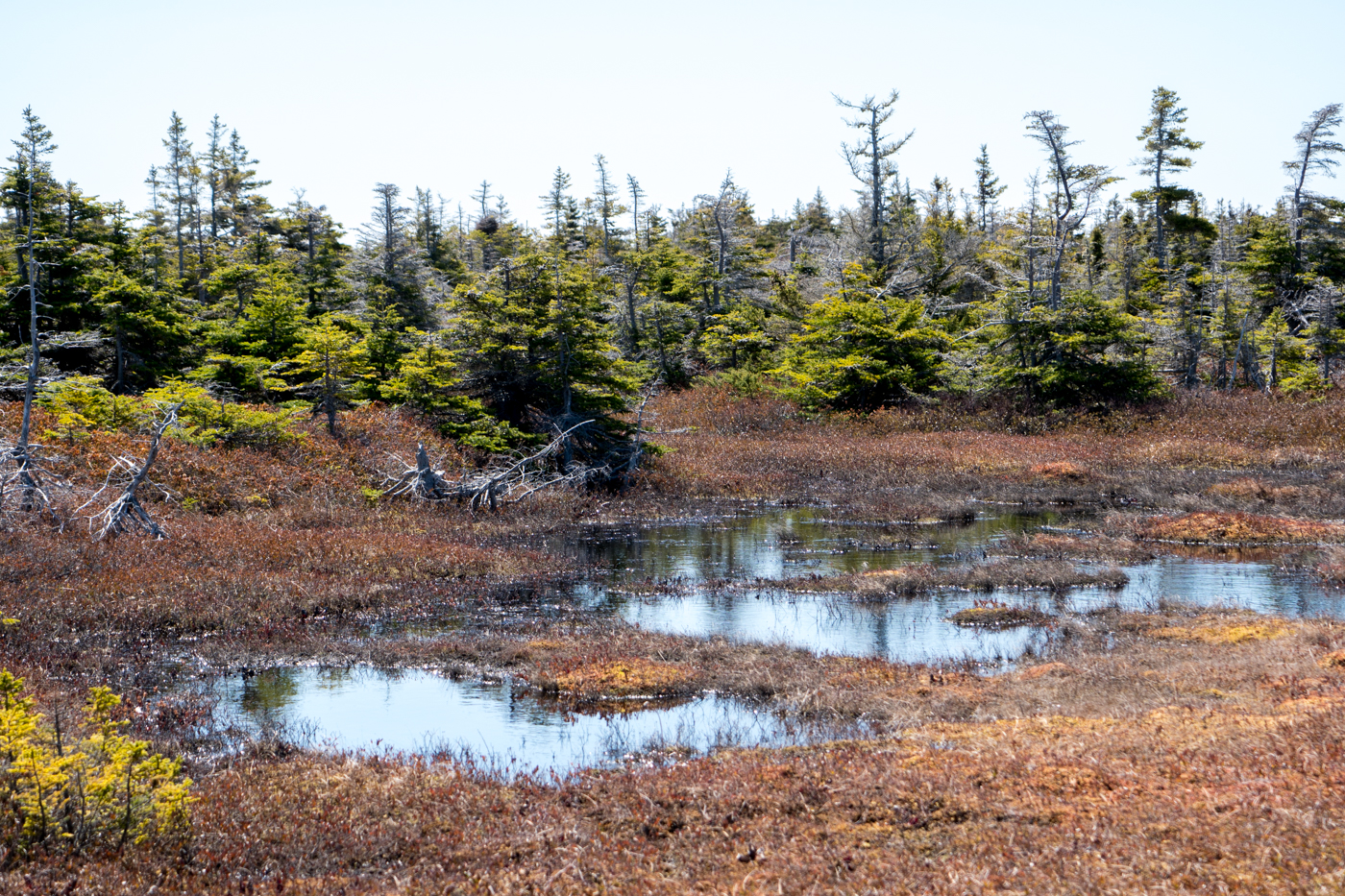 Marais et marécage - Randonnée aux îles de la Madeleine