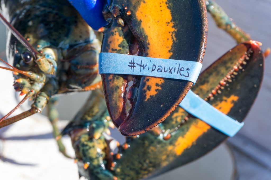 Quand on s'amuse avec les élastiques de homard aux îles de la Madeleine