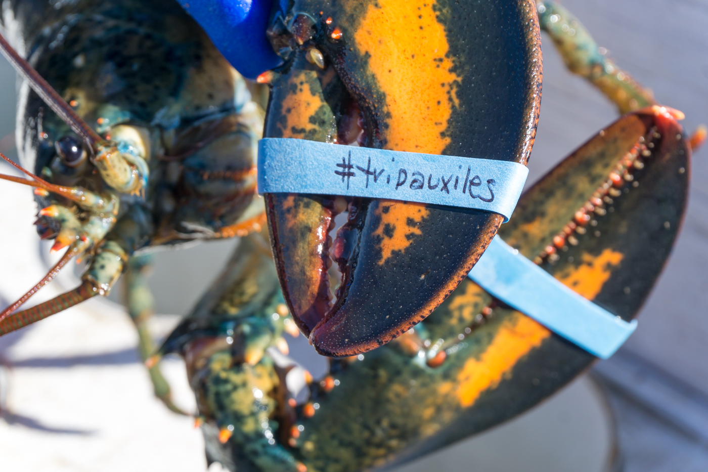 Quand on s'amuse avec les élastiques de homard aux îles de la Madeleine