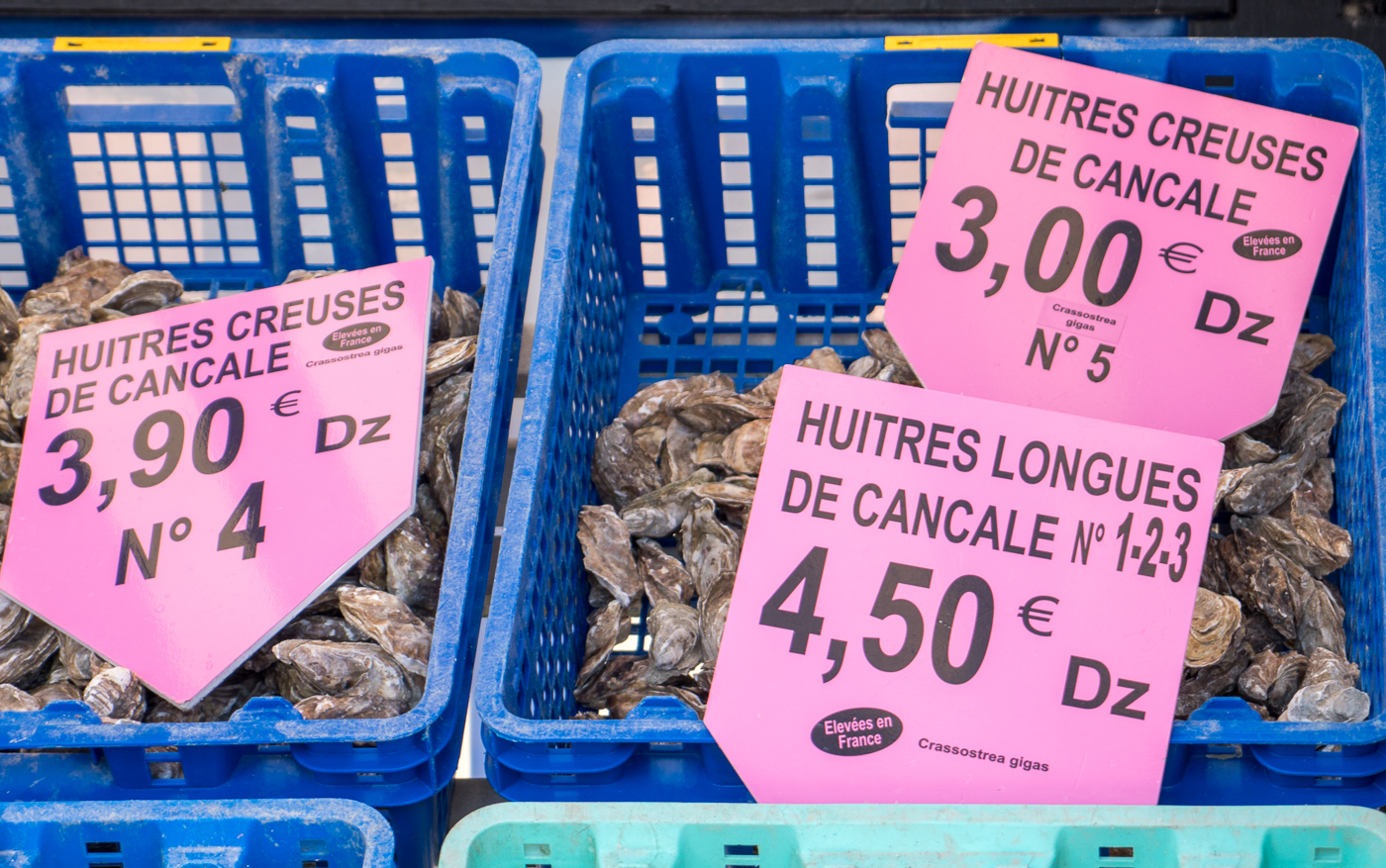 Huîtres de Cancale en bac