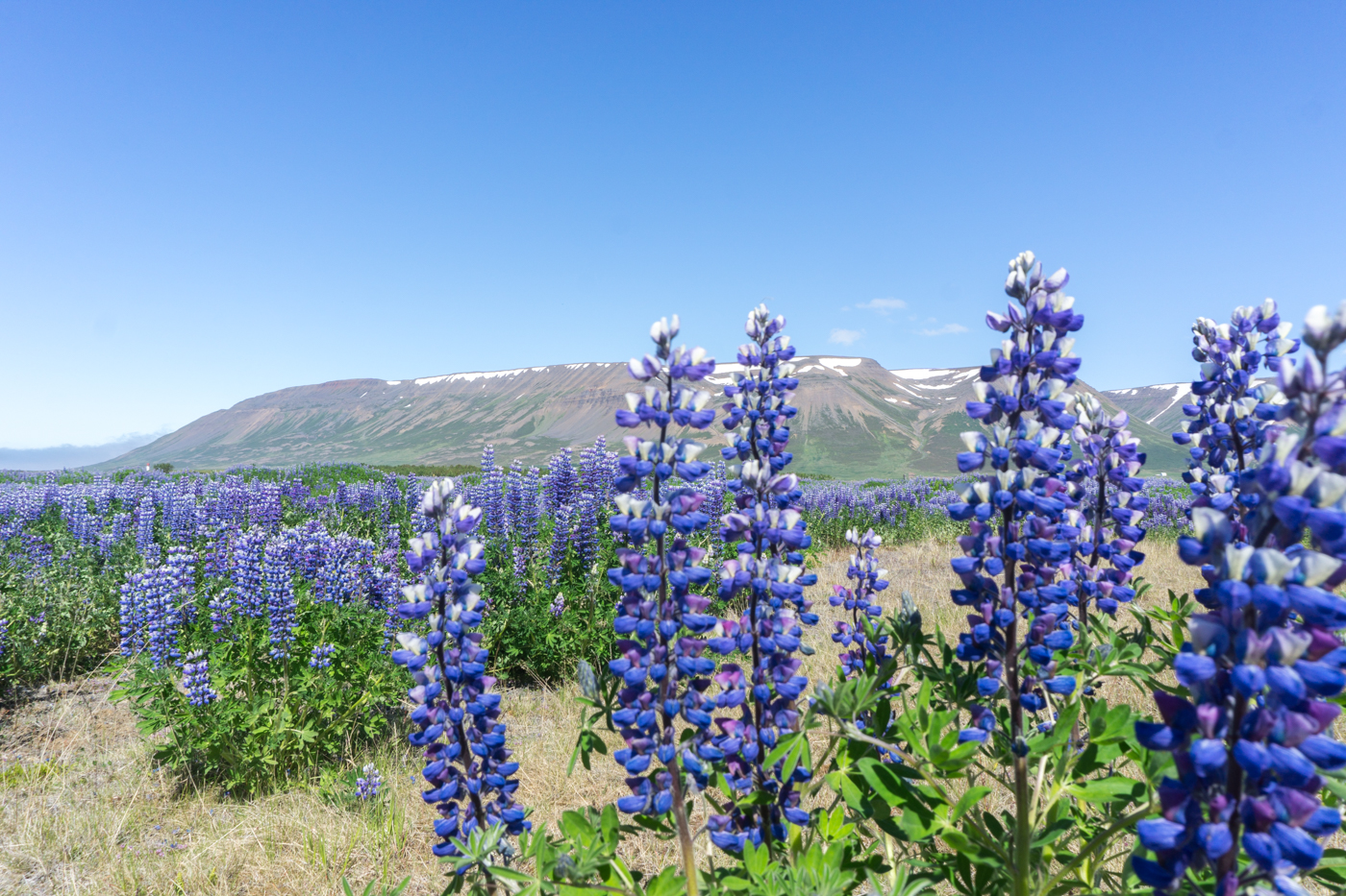 fleurs mauves - Hofsos - Nord de l'Islande