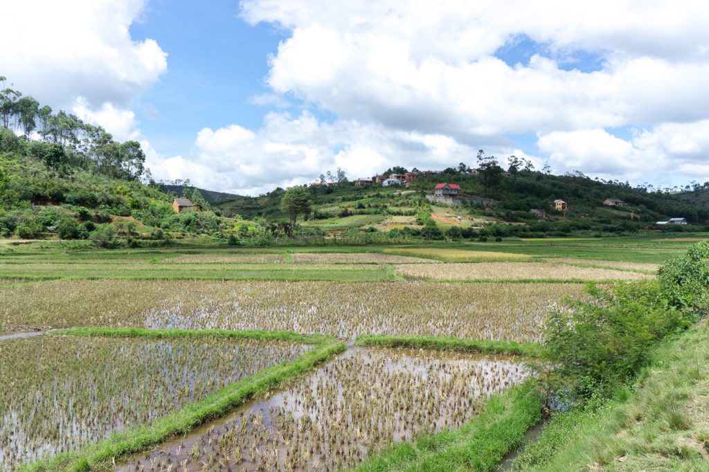 Champ de rizière à Madagascar