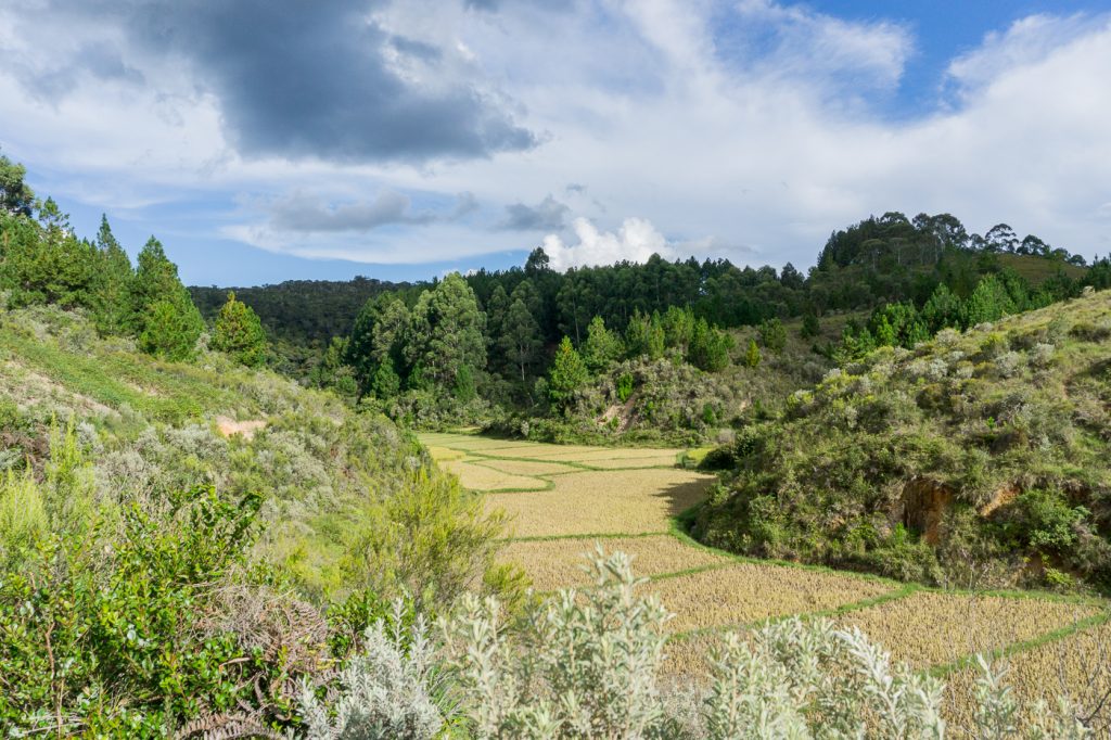 Champ dans la nature malgache