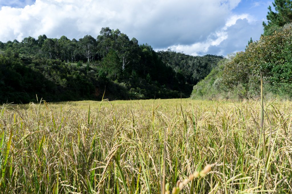 Épis de riz au Saha Forest Camp