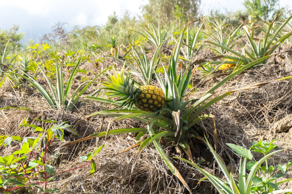 Ananas qui pousse en voyage à Madagascar