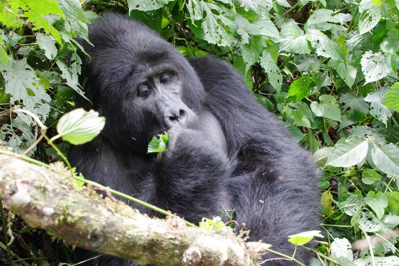 Gorille en voyage en Ouganda