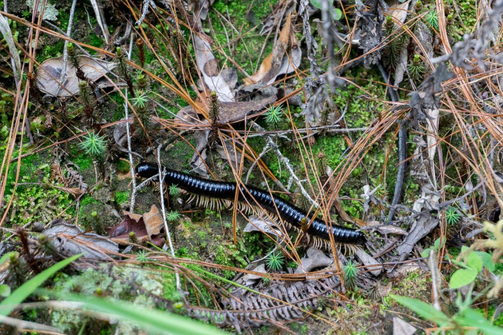 Mille pattes dans la jungle de Madagascar