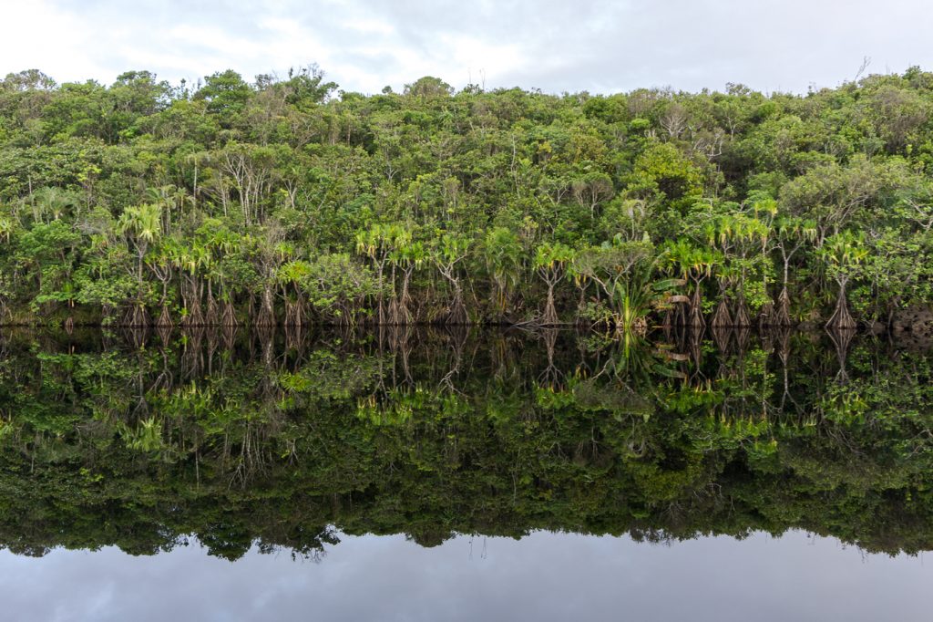 Reflets d'arbres sur l'eau à Madagascar