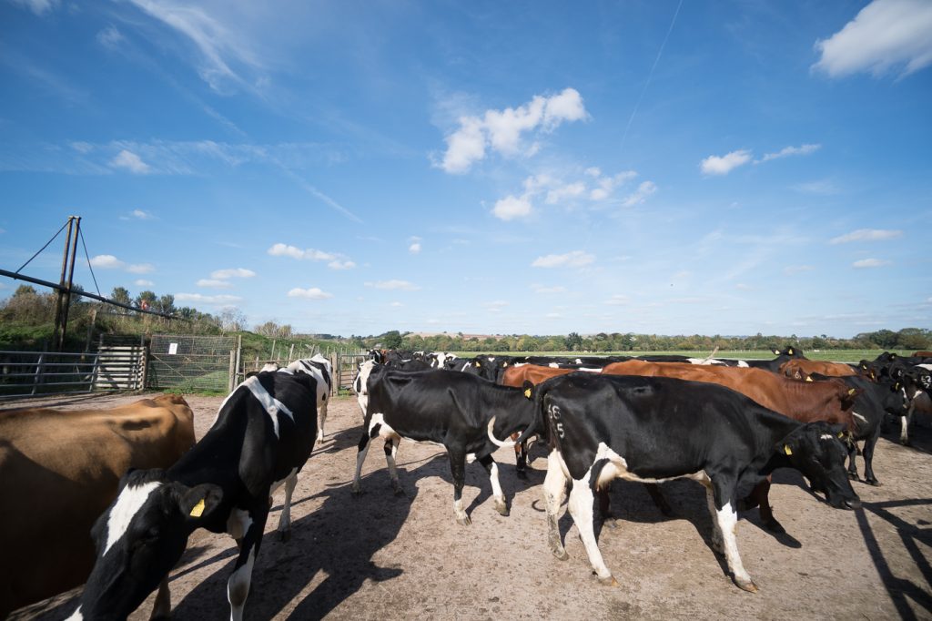 Vaches de la Quickes Farm Shop