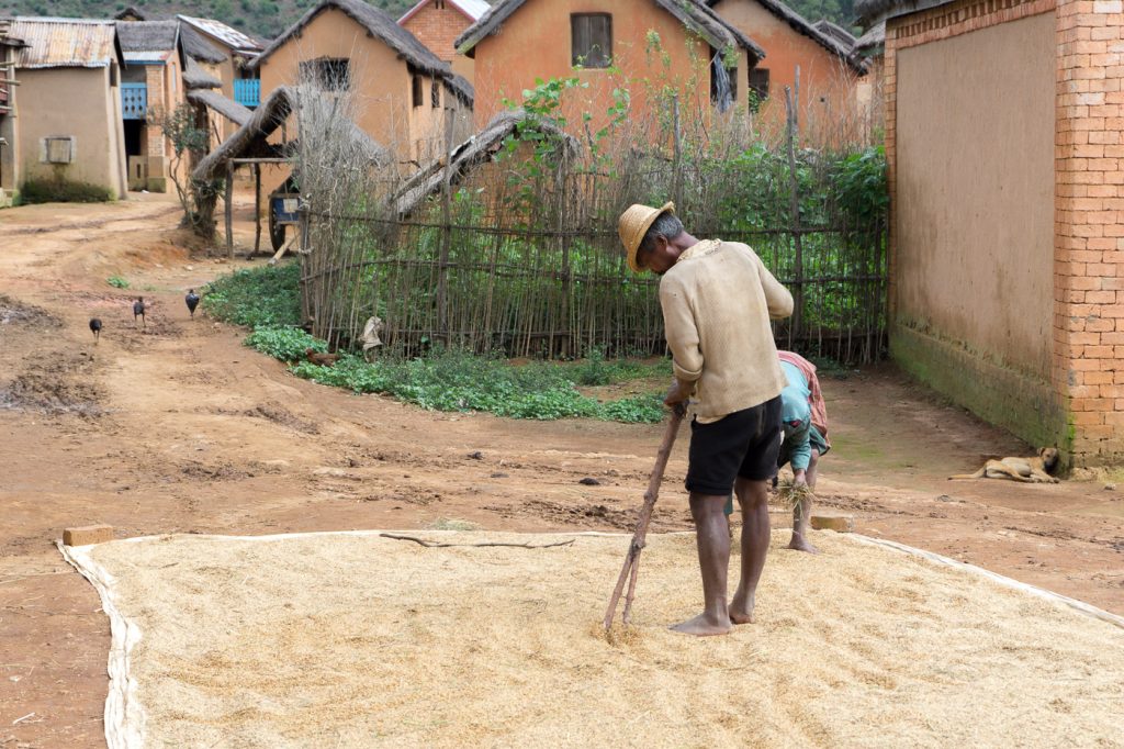 Villageois malgache qui prépare le riz