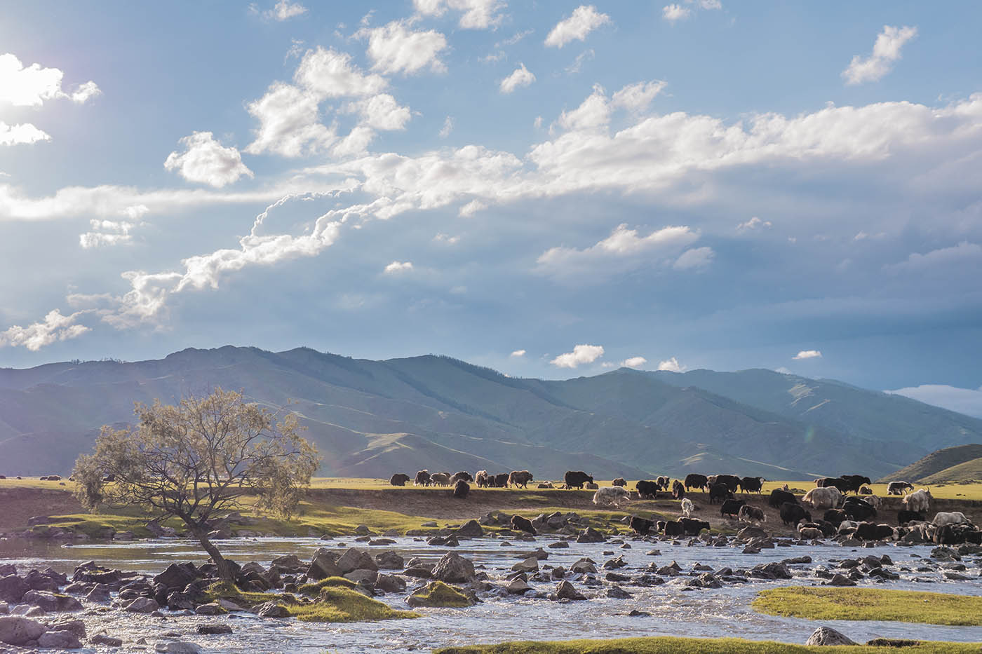 Voyage en Mongolie, blogue Bons baissers