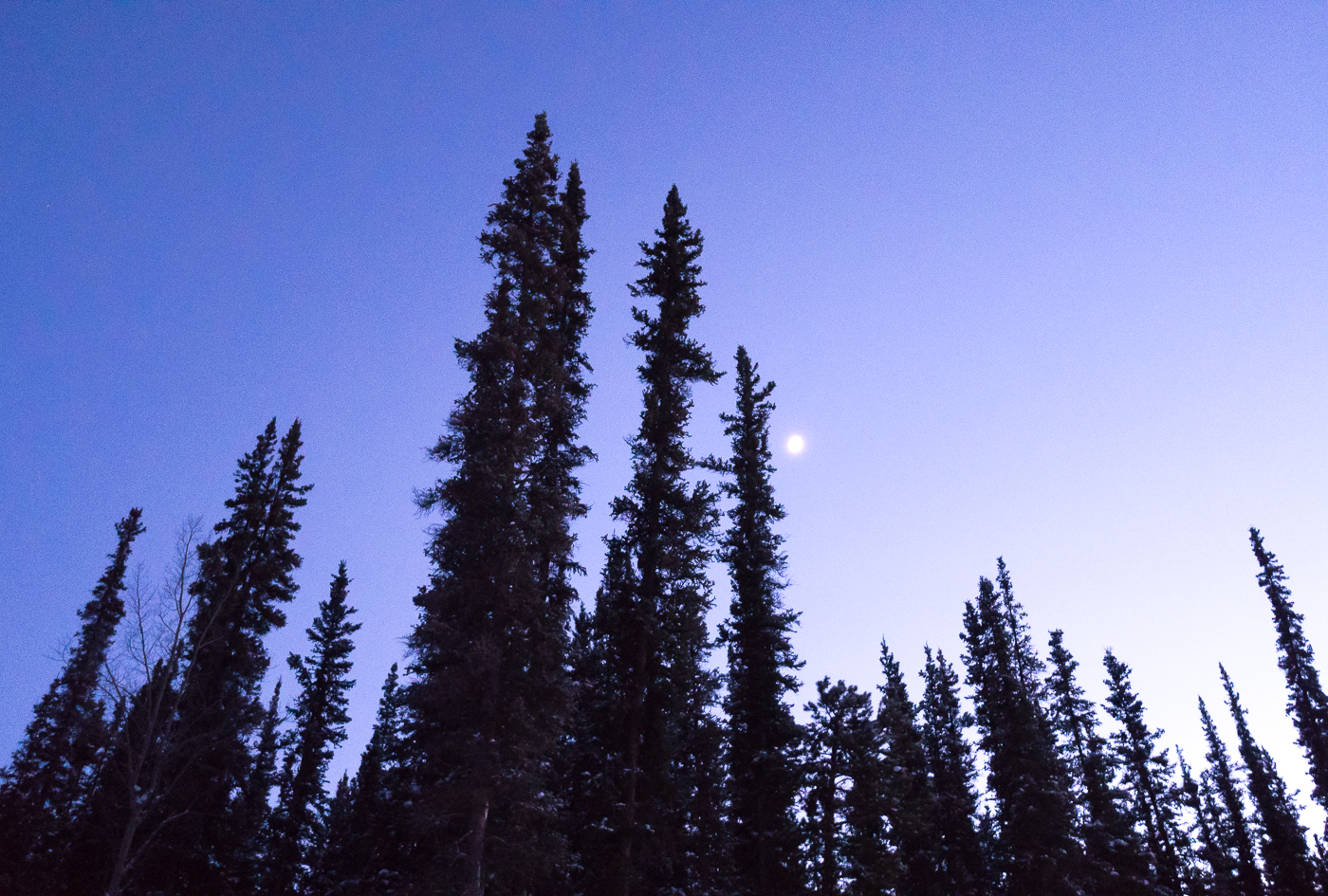 Arbres avec la lune et le ciel mauve - Yukon
