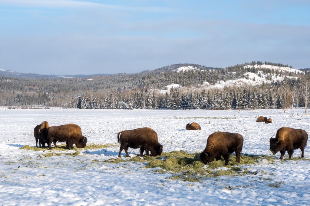 Bisons au Yukon Wildlife Preserve