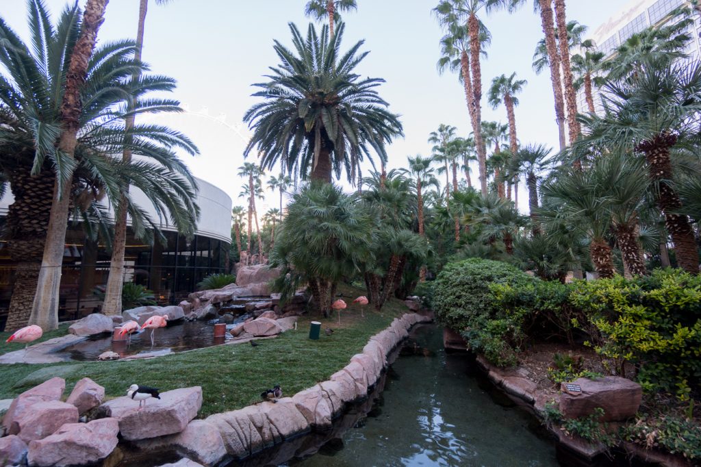 Flamants roses du Flamingo Hotel Las Vegas