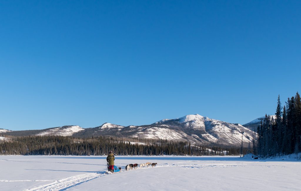 Musher et chiens de traîneau dans les montagnes du Yukon