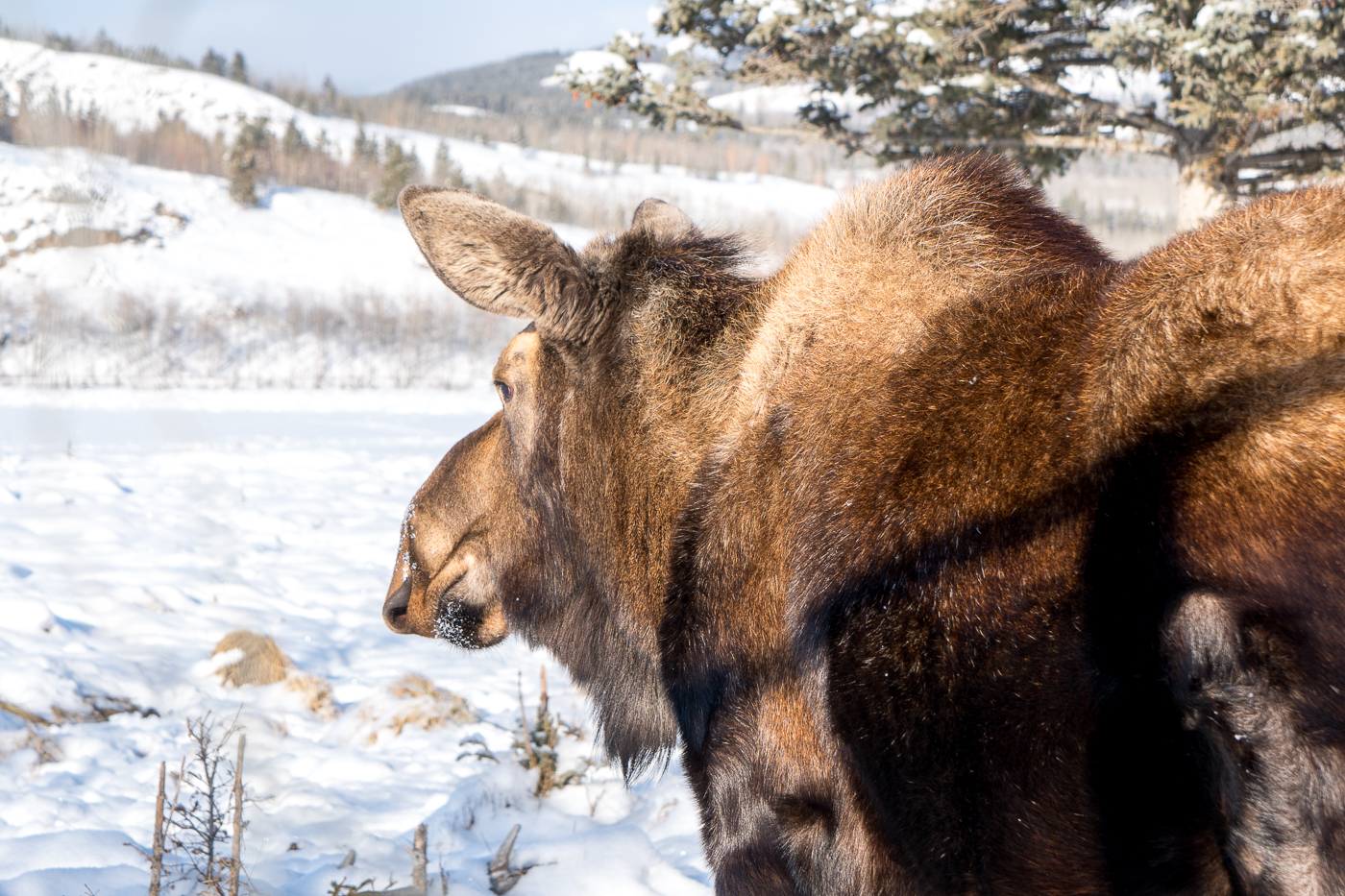 Orignal du Yukon Wildlife Preserve près de Whitehorse