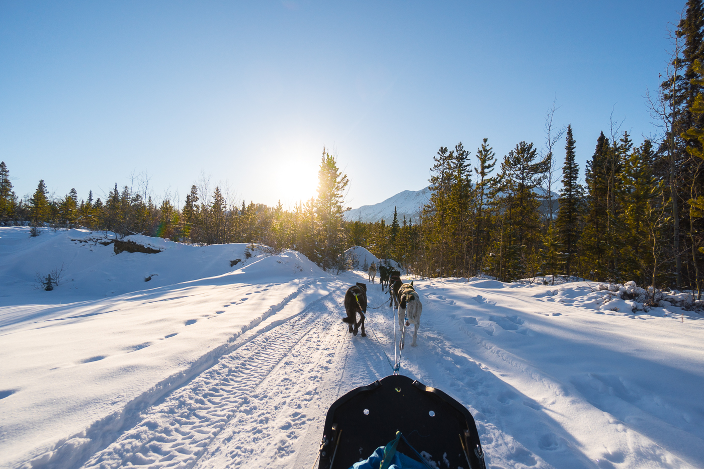 Traîneau à chiens - Alpen Huskies - Whitehorse, Yukon