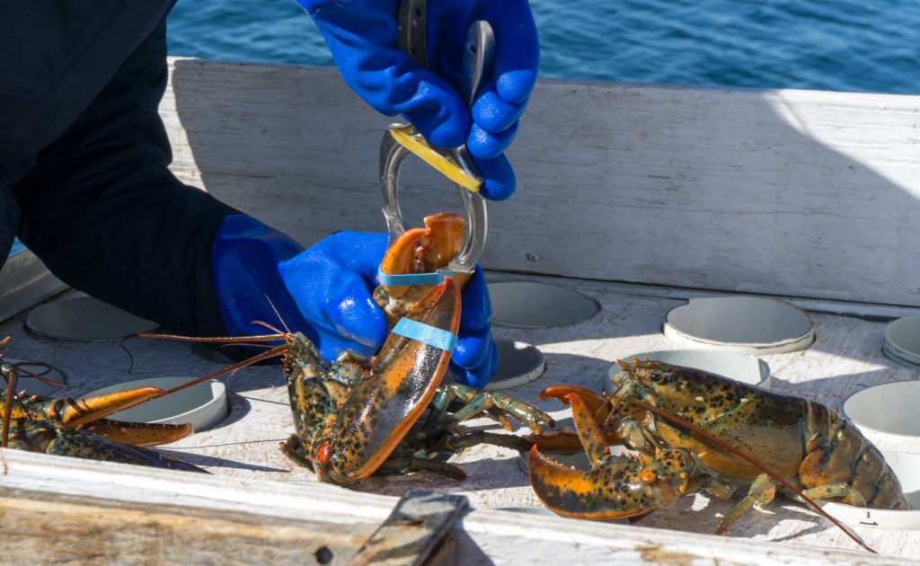 Élastiquer les pinces de hoomard dans l'archipel madelinot du Québec, Canada