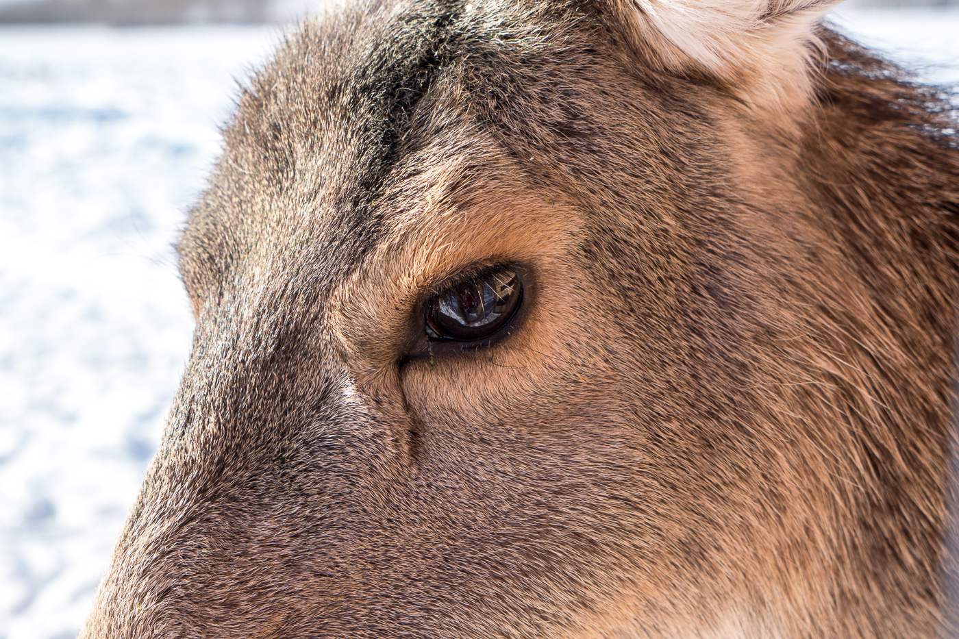 Oeil - Yukon Nature Preserve - À faire près de Whitehorse 