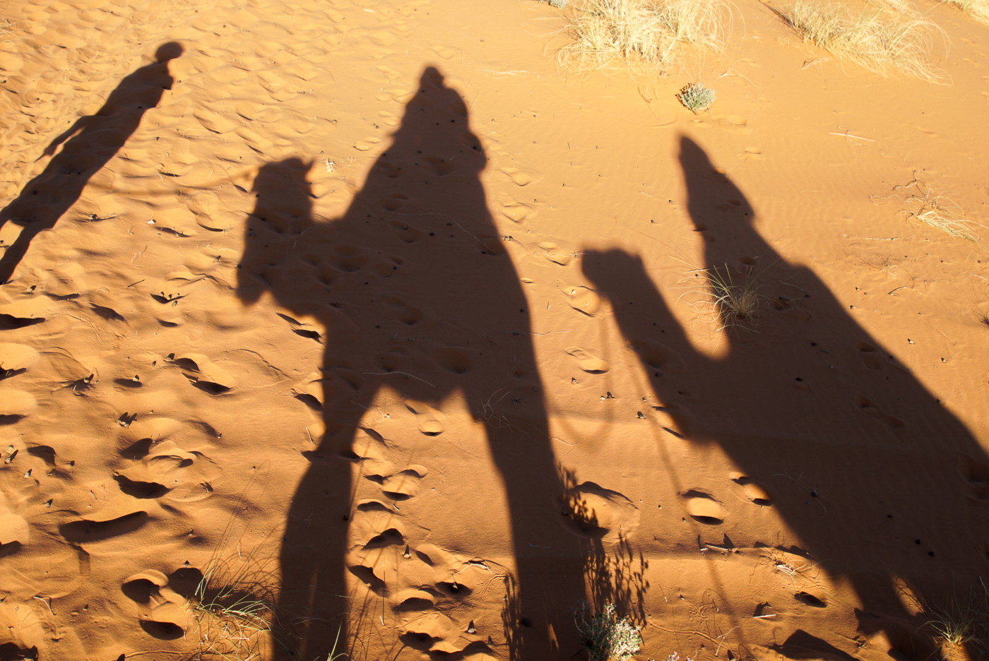 Mon ombre sur les dromadaires au Maroc