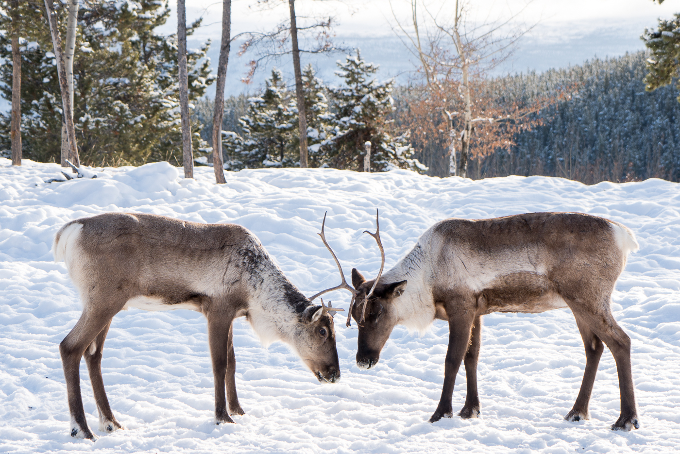 Rennes qui s'affrontent au Yukon Nature Preserve