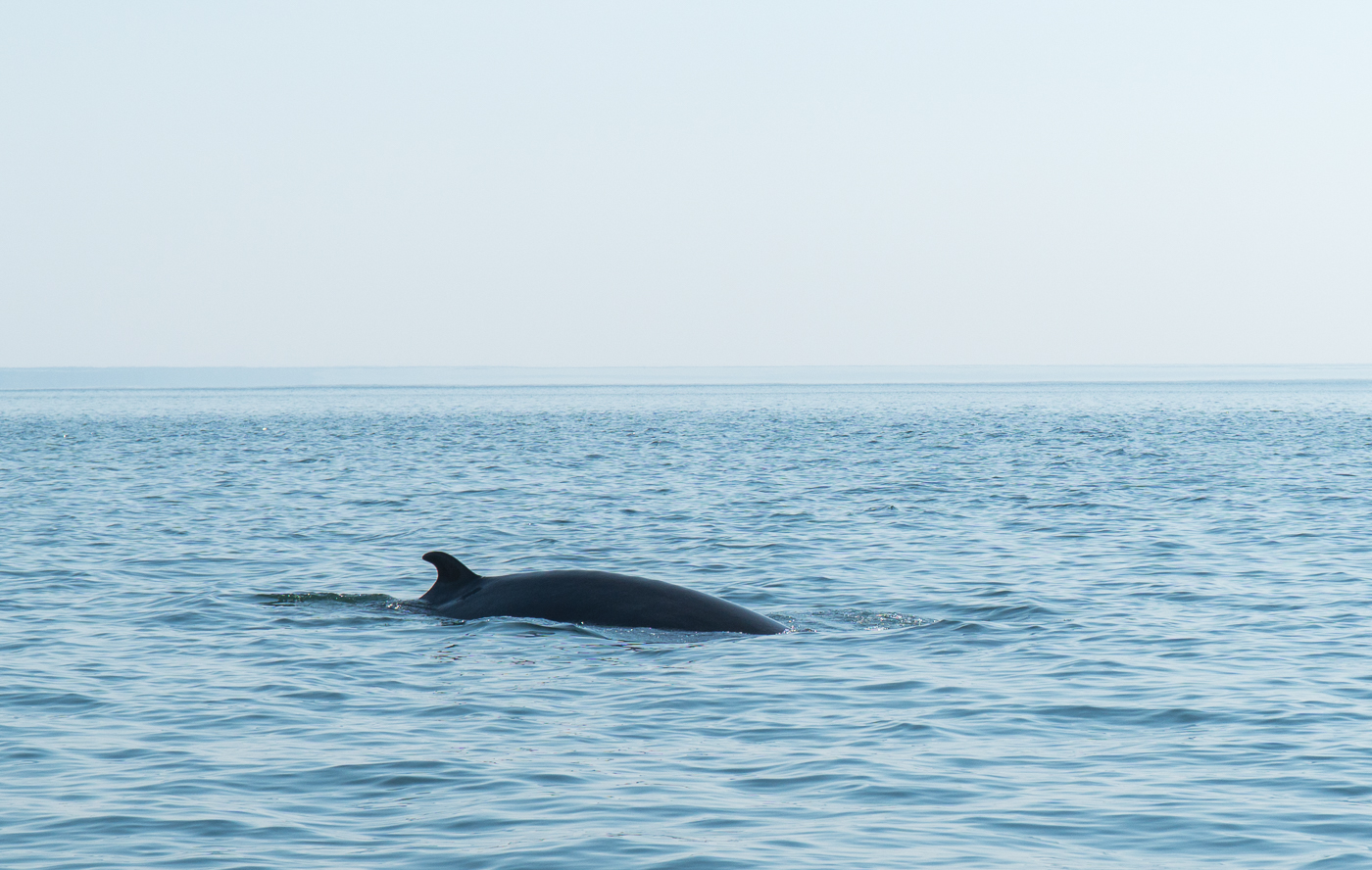 Baleines - Petit rorqual à St-Andrews, Nouveau-Brunswicka