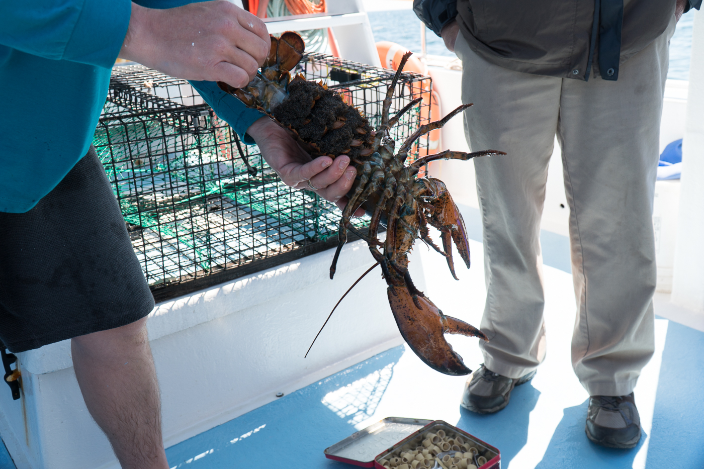 Pêche au homard avec oeufs - Quoi faire au Nouveau-Brunswick