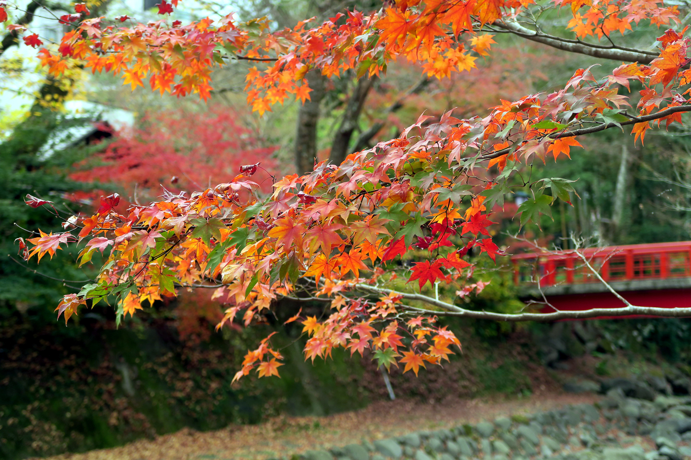 Feuilles dans les arbres du Japon en automne