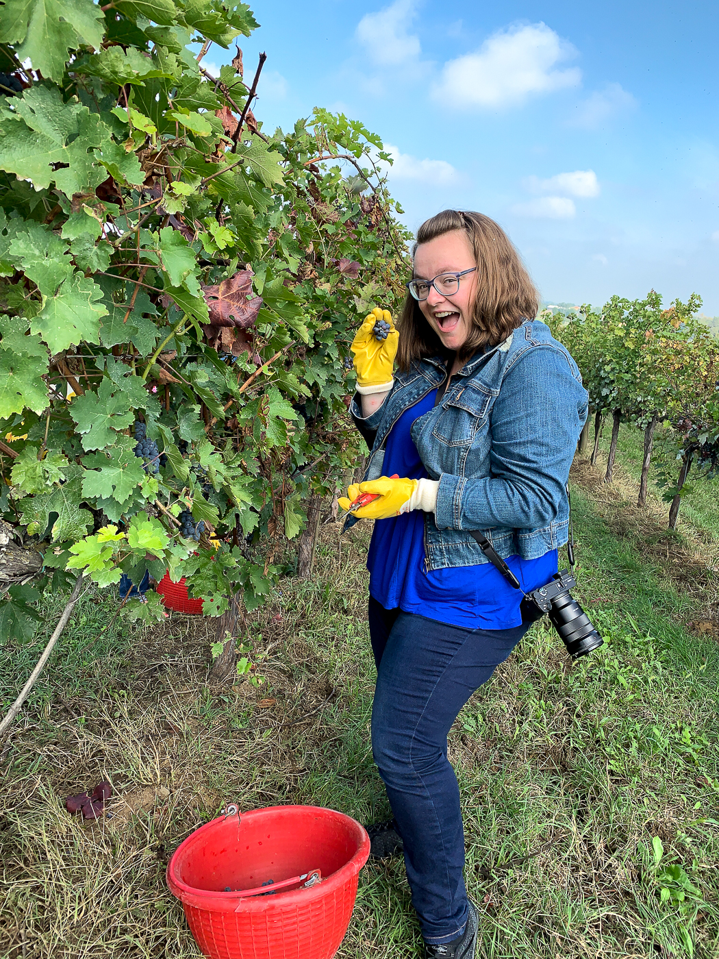 Jennifer dans les vignes