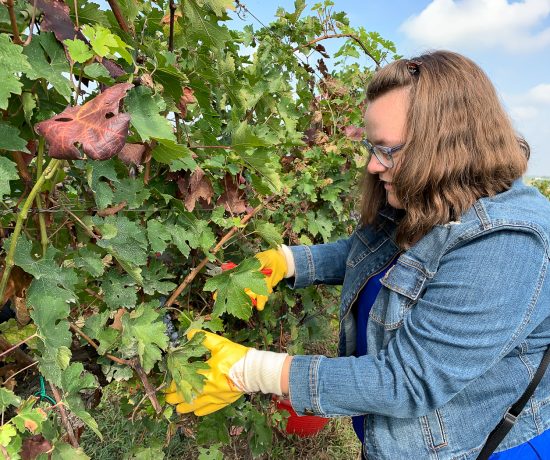 Jennifer de Moi, mes souliers - faire les vendanges en Italie