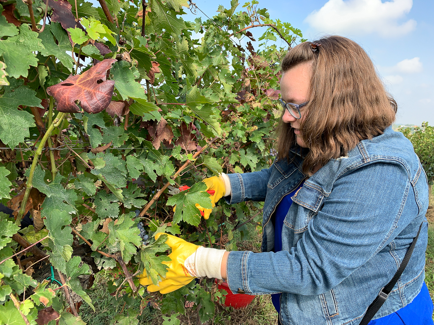 Jennifer de Moi, mes souliers - faire les vendanges en Italie