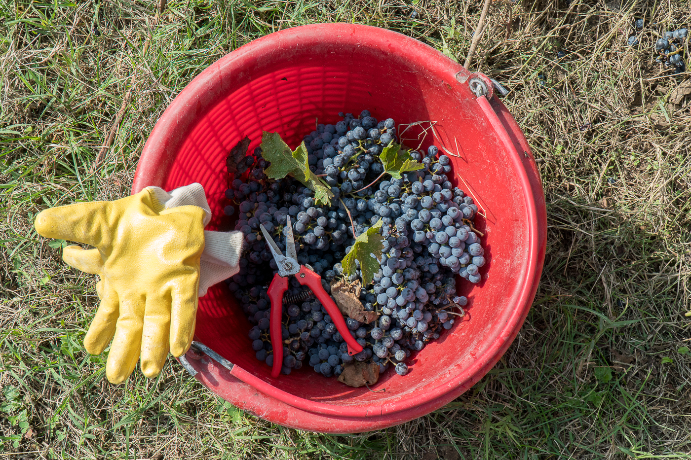 Raisins dans chaudière aux vendanges de Venturini Baldini