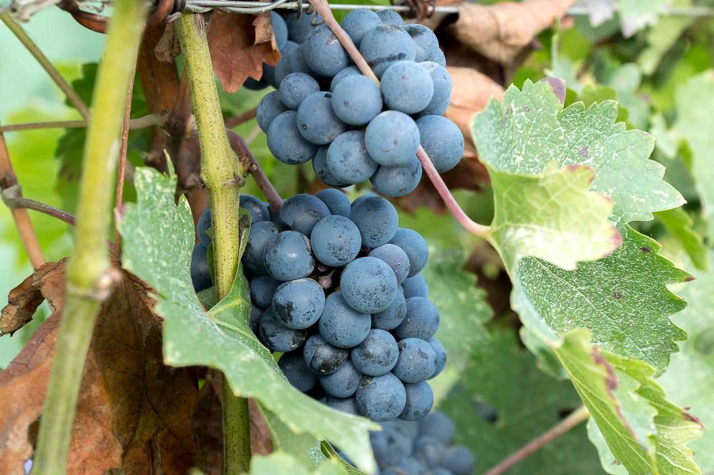 Raisins sur grappe - Expérience incontournable en Émilie-Romagne, Italie