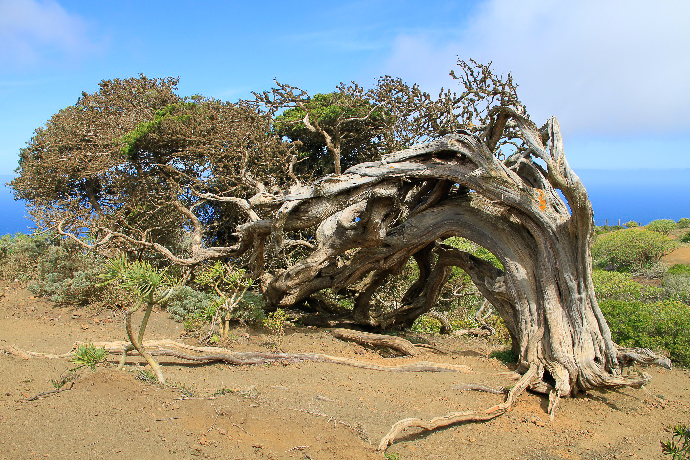 El Hierro en Espagne, arbres couchés aux Canaries - Silkap Tour du Monde