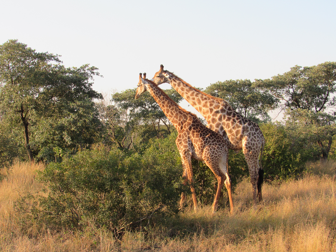 Girafes dans la savane - Voyage en Afrique du Sud par Voyageons le monde