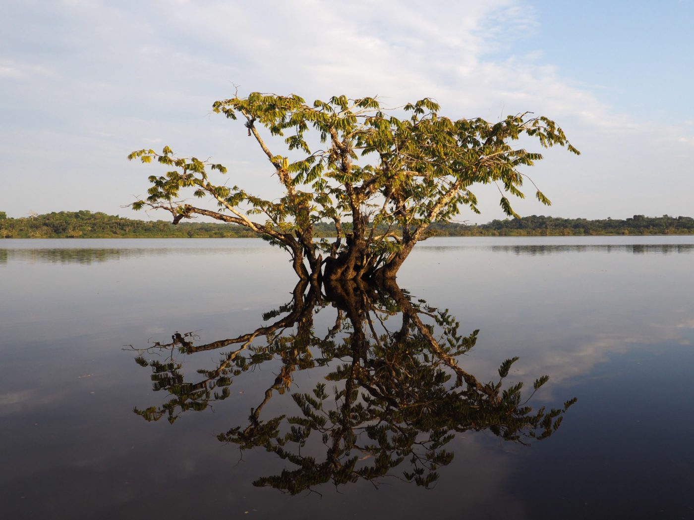 arbre dans l'eau en Amazonie d'Équateur - Caroline Herbin