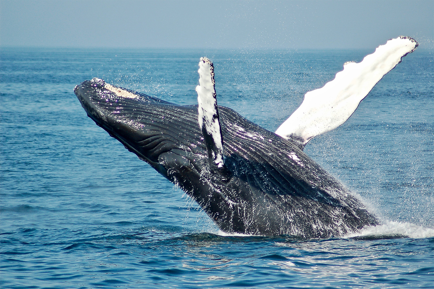 baleine sortant de l'eau - voyage au Mexique en 2020