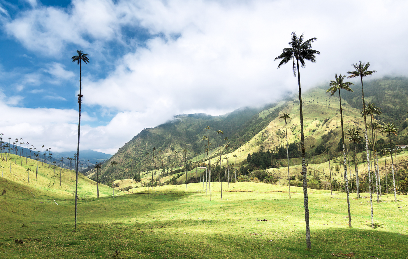 arbres géants de Colombie par Caroline Krauze