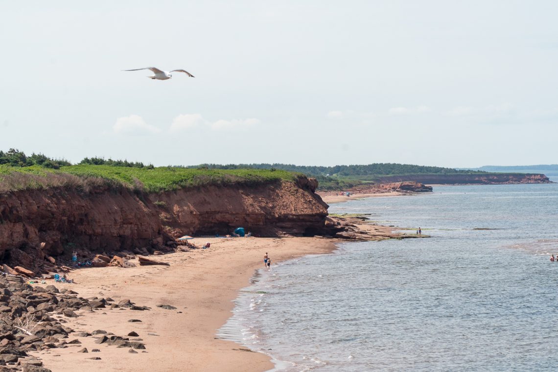 Oiseau au-dessus de la plage de l'île-du-Prince-Édouard