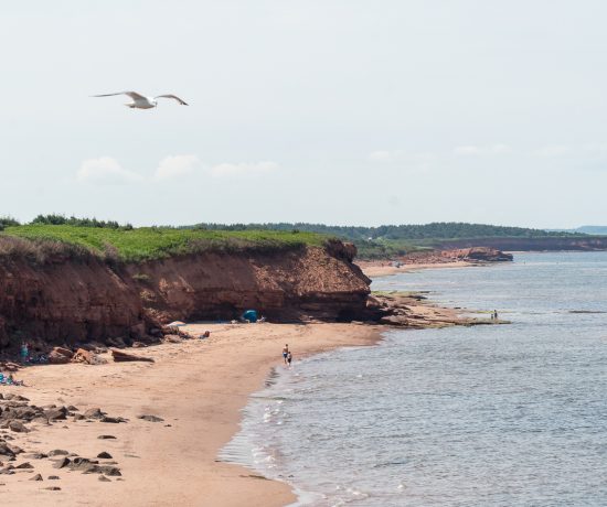 Oiseau au-dessus de la plage de l'île-du-Prince-Édouard