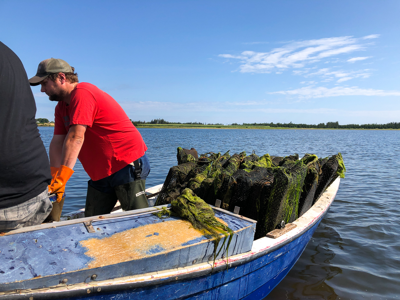 Pêcheurs en bateau pour la récolte d'huîtres