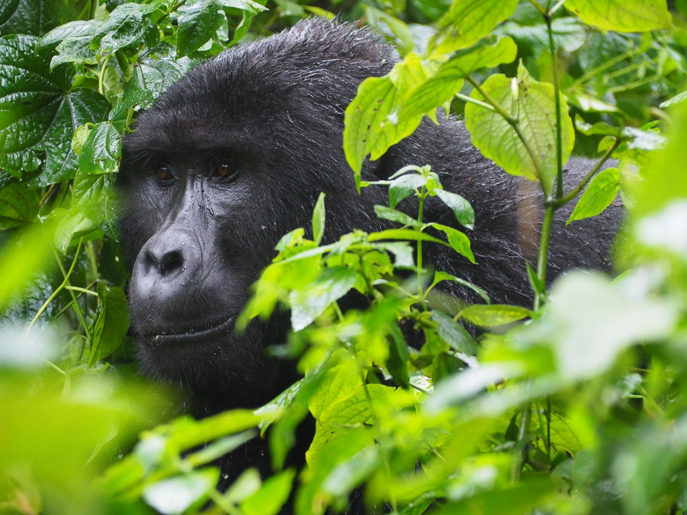 Voyage en afrique 2020 - Ouganda et les gorilles