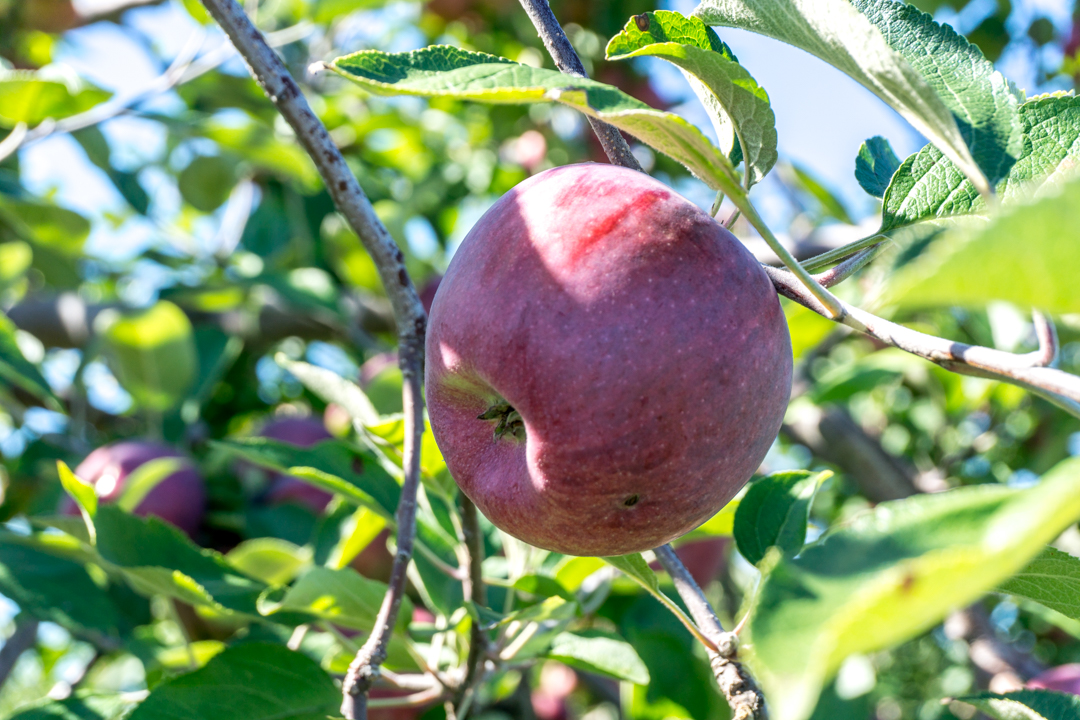 Pomme suspendue à l'arbre - Où cueillir en Montérégie?