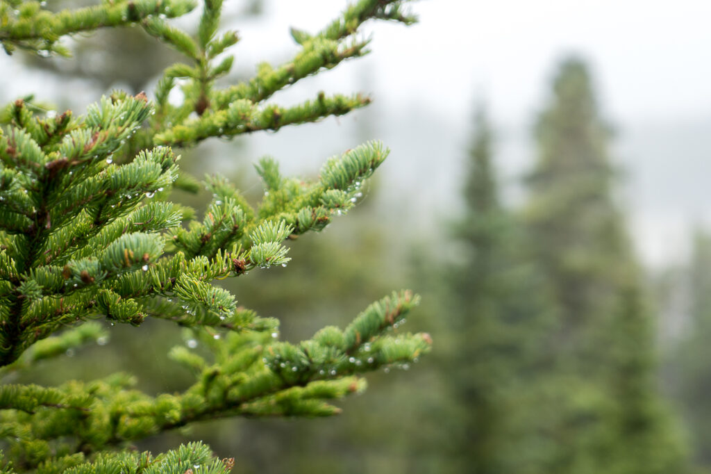 Arbre dans forêt boréale de l'archipel Mingan