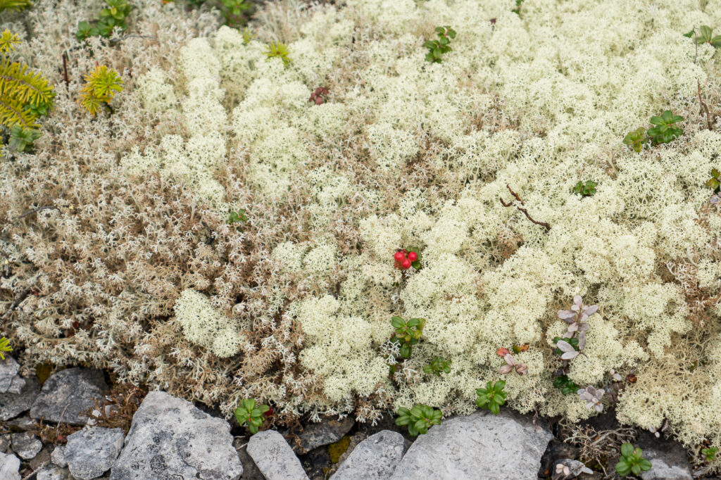 Baies sauvages rouges sur mousse blanche - Archipel de Mingan