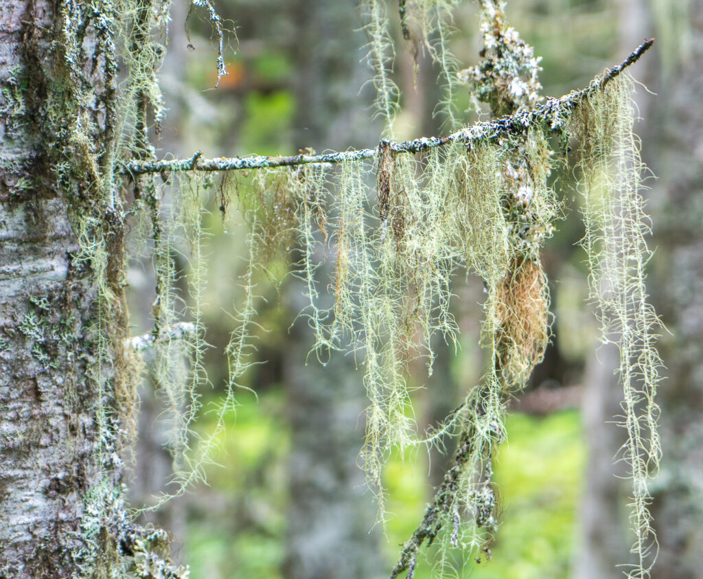 mousse lichen sur les arbres de l'archipel Mingan - Parcs Canada