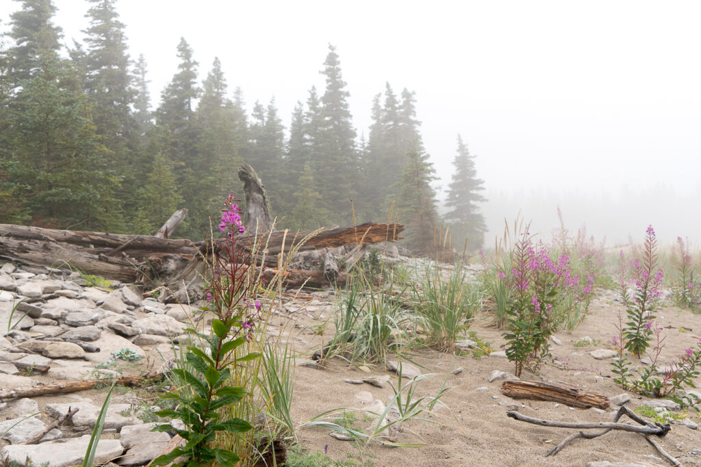 plantes de l'écosystème des îles Mingan