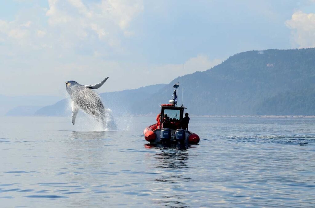 Saut de baleine devant un zodiac à Tadoussac - Werner Bayer Flickr